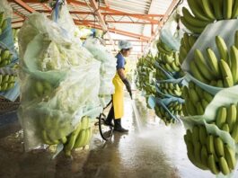 Hiểu chuỗi từ chuối