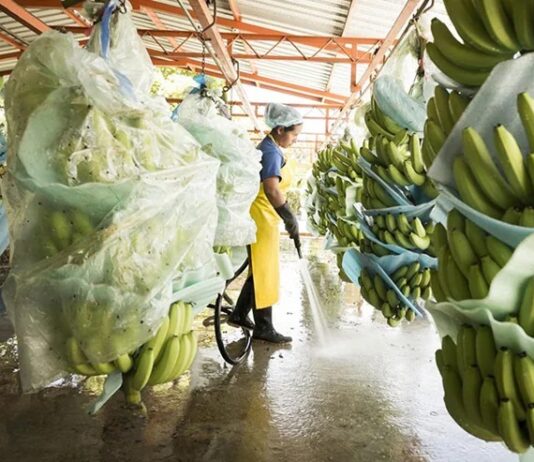 Hiểu chuỗi từ chuối